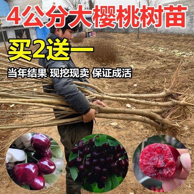 车厘子树苗矮化大樱桃树苖南北方庭院种植地栽嫁接樱桃苗当年结果