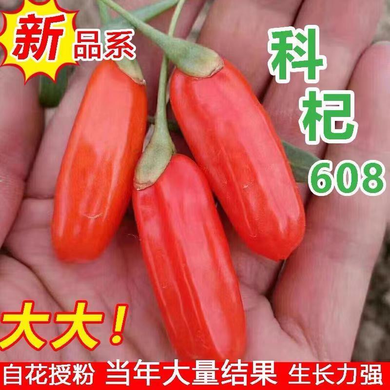 红枸杞树苗食用宁夏黑枸杞树苗大叶枸杞树苗盆栽耐寒地栽当年结果