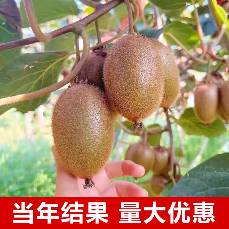 嫁接猕猴桃苗红心徐香当年结果南北方种植果树苗软枣猕猴桃苗地栽