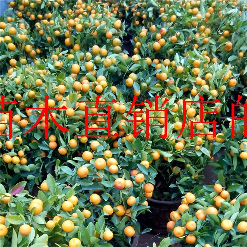 浙江带果金桔盆栽树苗 四季果树食用小金桔子苗脆皮金橘室内植物