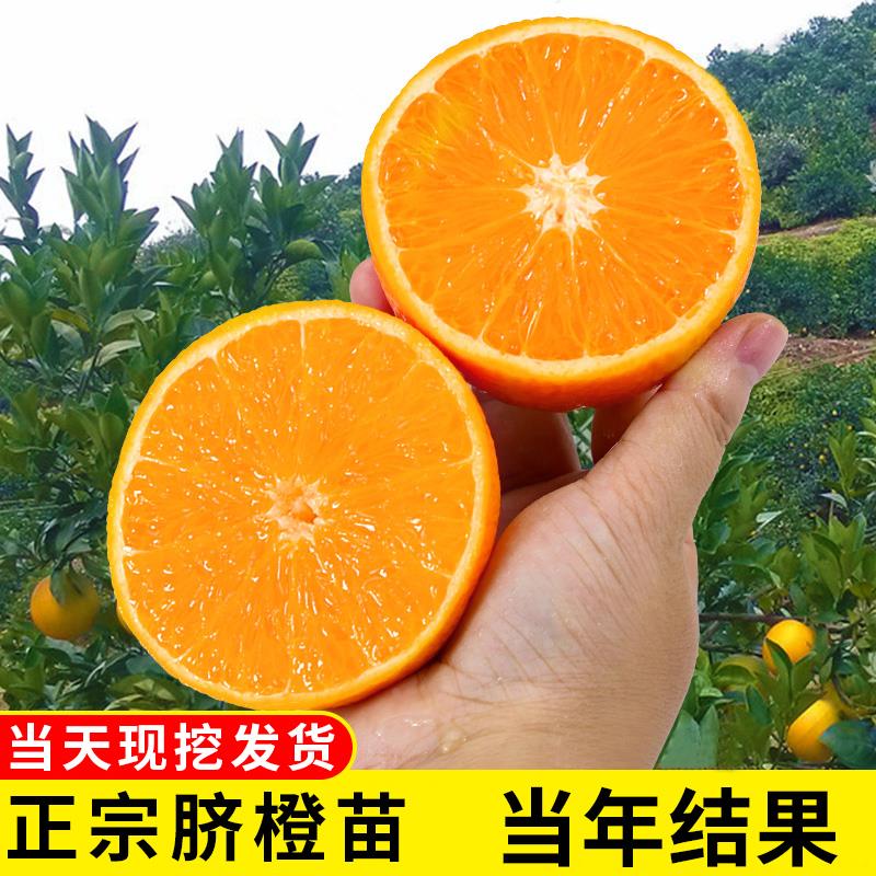 赣南脐橙苗嫁接脐橙树苗红心橙子树苗南北方种植地栽盆栽当年结果