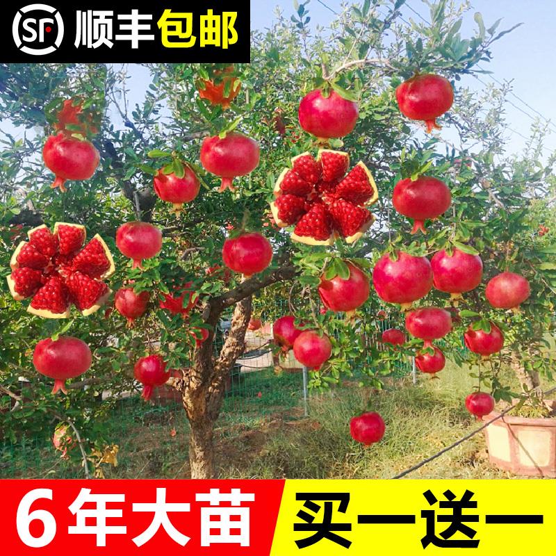 石榴树树苗突尼斯软籽石榴苗盆栽无籽甜石榴树苗庭院果树特大包活