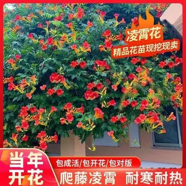 耐寒凌霄花苗爬藤植物四季开花卉好养绿植盆栽庭院阳台炮仗花大苗