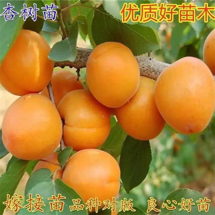 杏子盆栽结果嫁接苗地果树南方种植新品种栽当年杏树北方特大苗甜