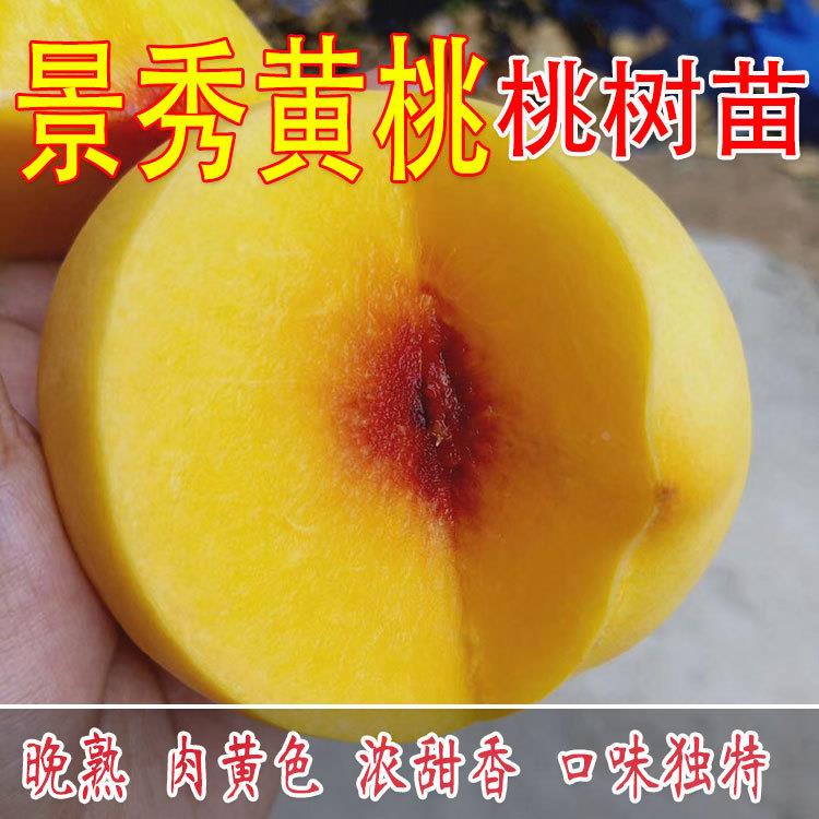 锦绣黄桃树苗 桃树嫁接苗 黄肉桃苗黄油桃苗南方北方种植当年结果