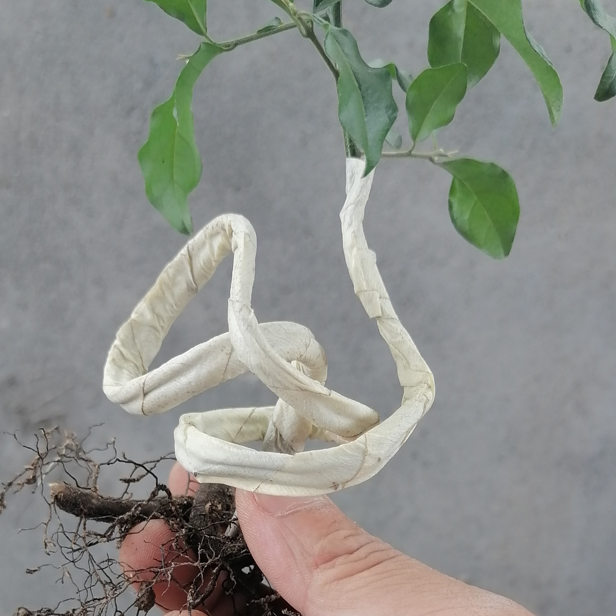 金弹子小微盆景小品盆景造型阳台客厅办公桌茶台小品