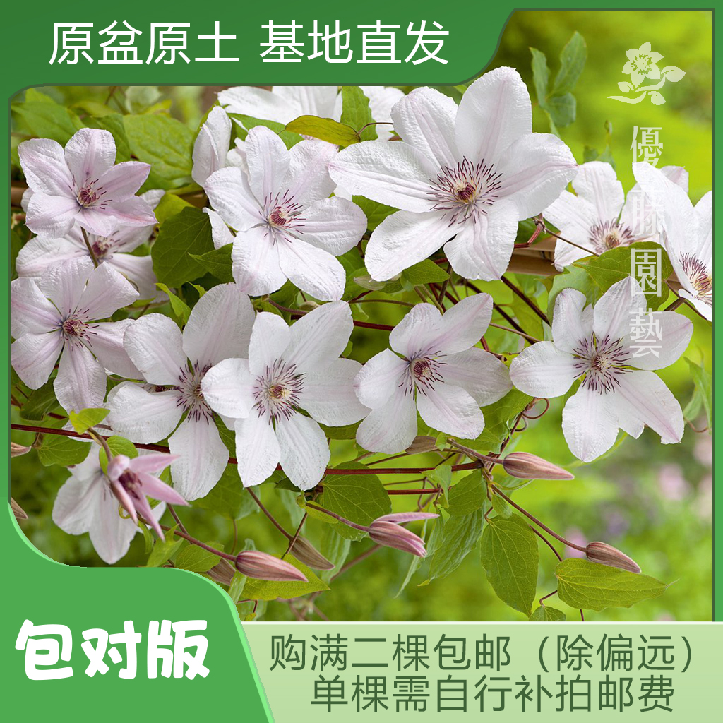 优藤【保罗二世】铁线莲早花盆栽苗爬藤粉白单瓣花墙花柱拱门阳台