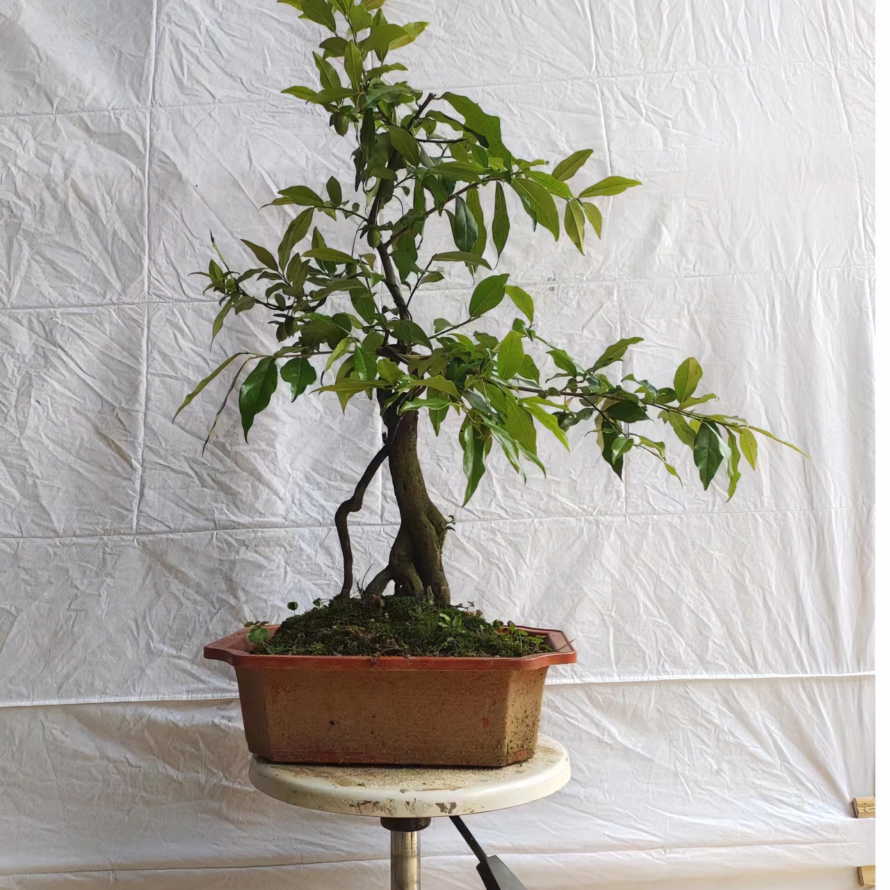 四季常绿植物精品美观金弹子树桩及苗木春季开花庭院栽培