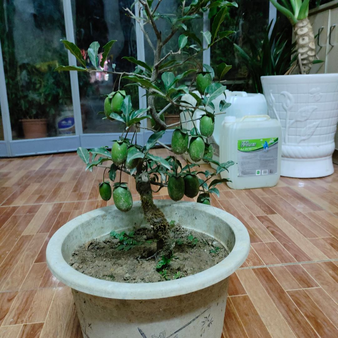 金弹子树桩及苗木