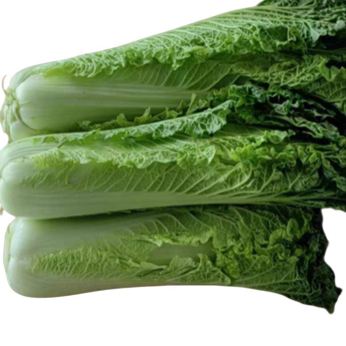 贵州路天农家青口青麻叶白菜