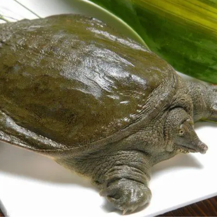 胜强海鲜-普通甲鱼