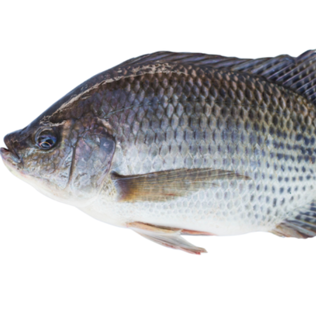 胜强海鲜-罗非鱼