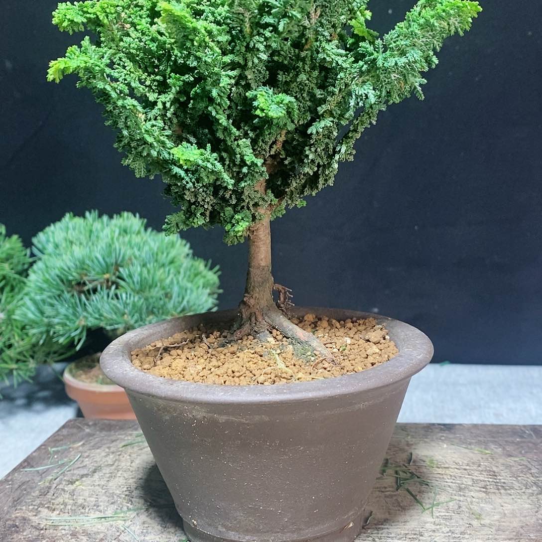 【闪购商品】石化桧盆景
