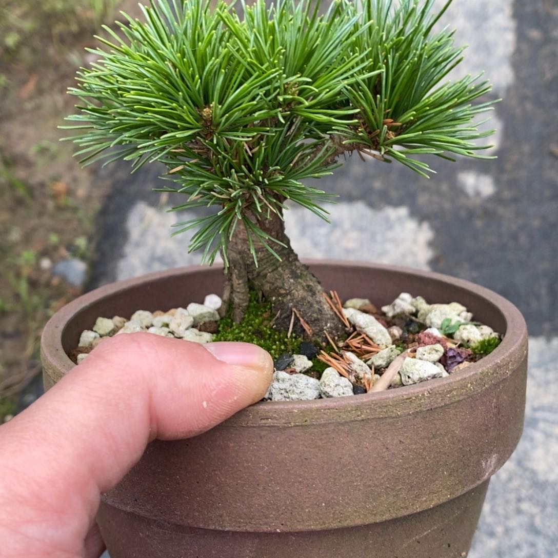【闪购商品】松盆景