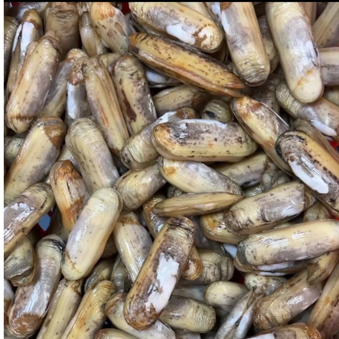 圣子500g
