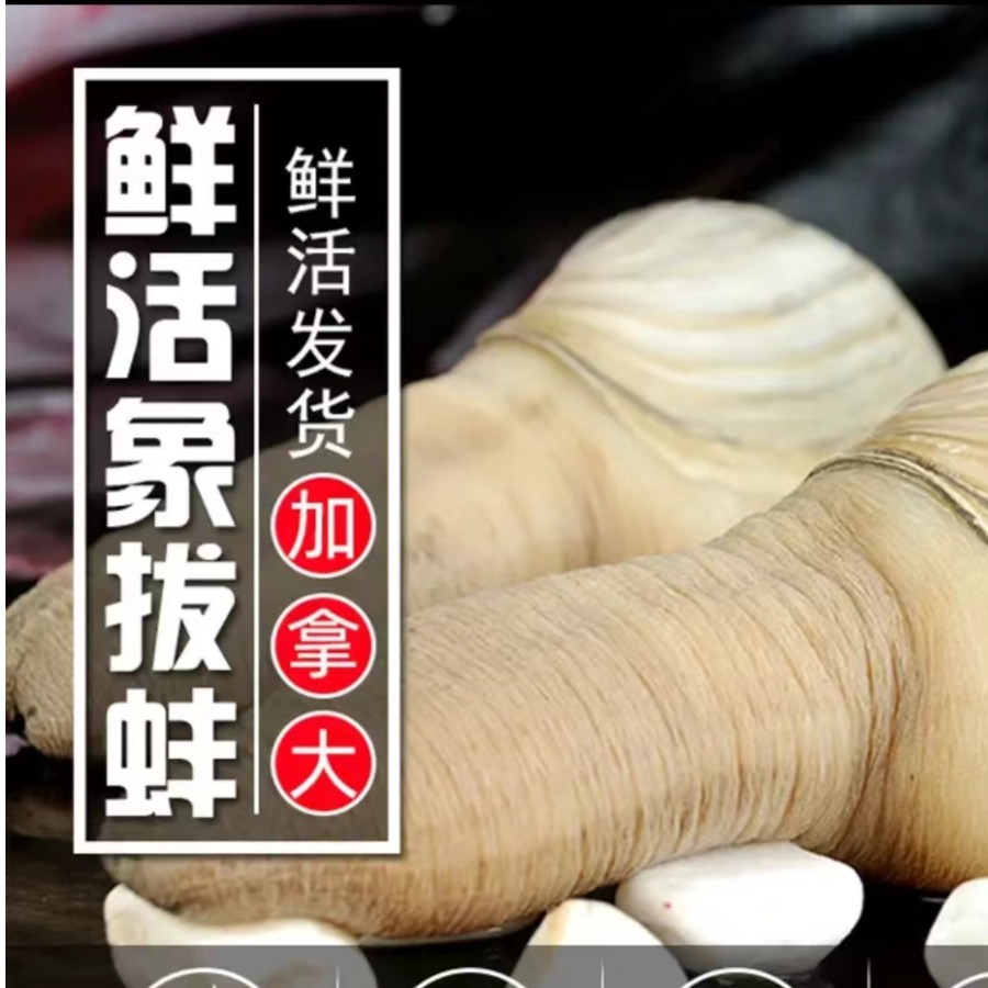 加拿大干蚌1条【约3.2斤】-可帮忙做刺身拼盘