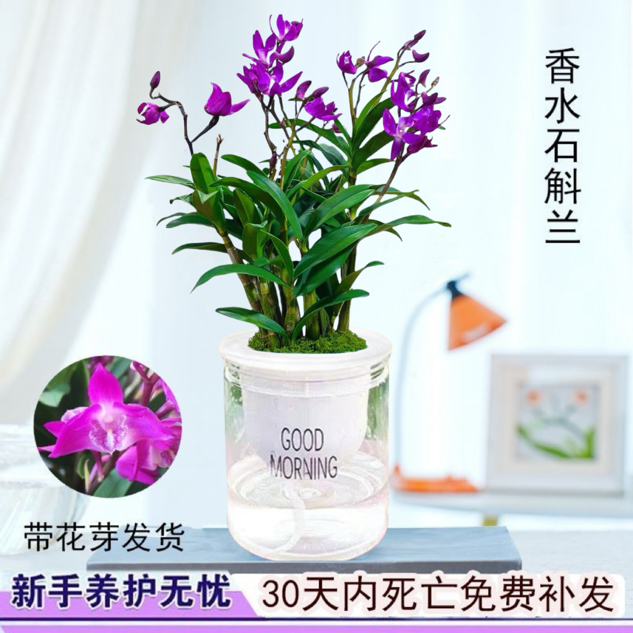 【带花剑花苞】红宝石香水石斛兰 精品澳洲石斛 浓香型 水培盆栽