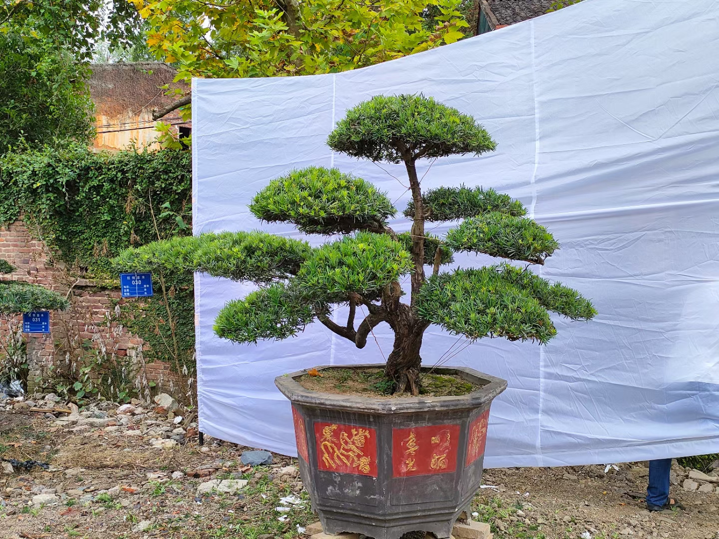 基地直发，造型罗汉松自家的苗自己自己播……