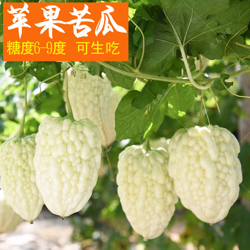 苹果苦瓜种子甜脆白色苹果苦瓜种籽