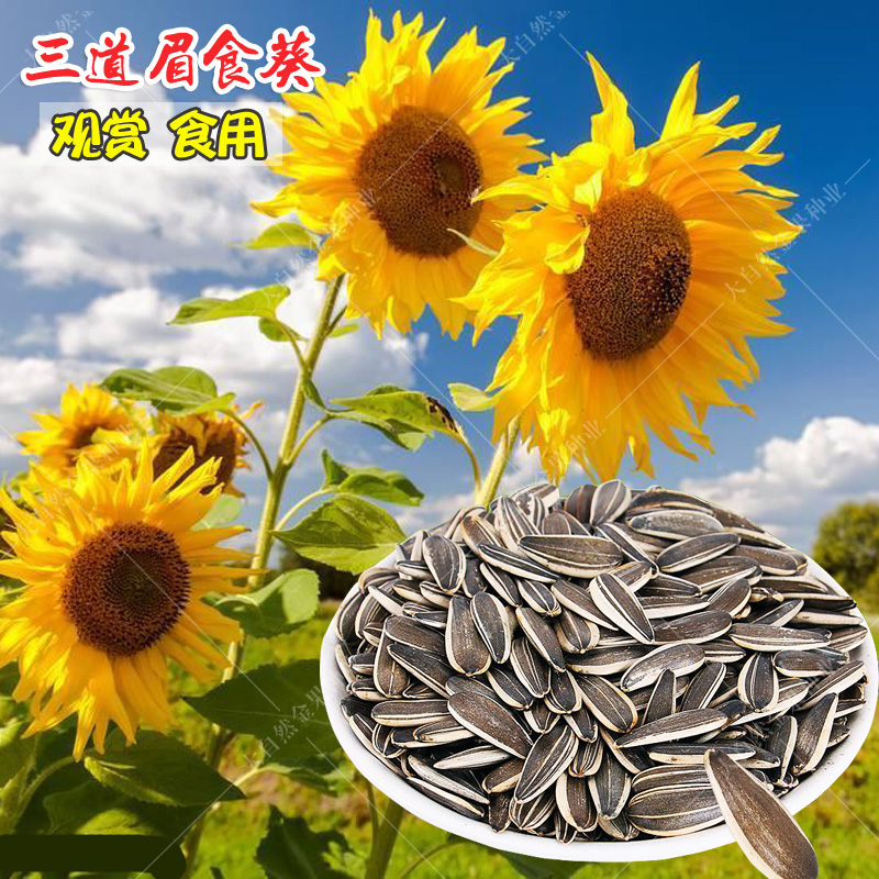 高产向日葵种子种孑三道眉食葵葵花种籽观赏食用油葵阳台盆栽四季