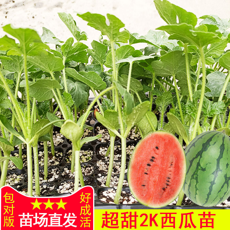 懒汉西瓜苗子超甜皮薄2K西瓜秧苗春夏季盆栽庭院带土苗子水果苗