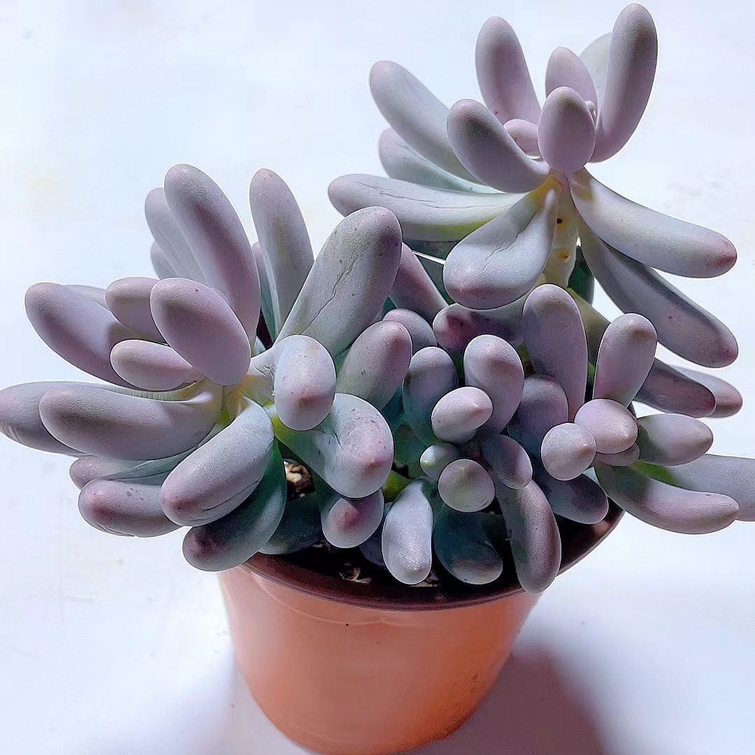 汤圆（整桩脱土发）多肉植物  好看好养