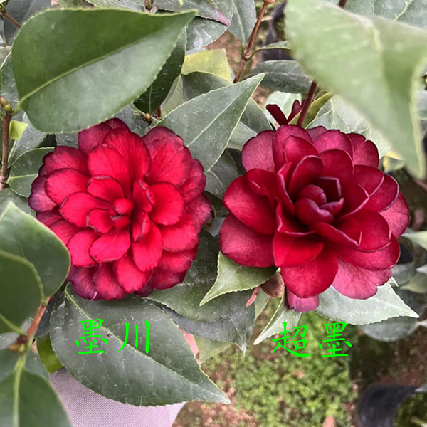 双墨茶花墨川超墨一树双色稀有黑色系茶花