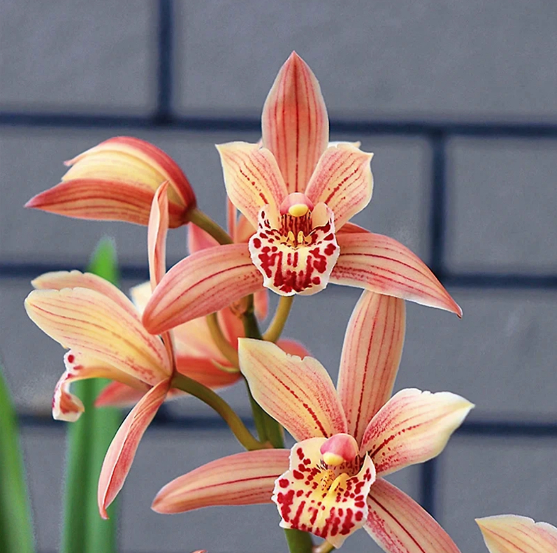 翁源建兰台北仙子浓香型绿植盆栽室内四季好养护秋季开花精选