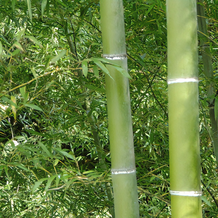 大型楠竹竹子苗毛竹绿化竹苗竹笋食用户外种植四季常青植物根庭院