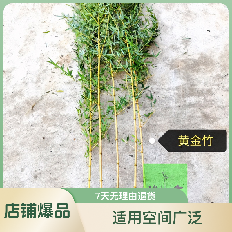 竹苗—黄金竹—耐寒抗冻四季常青竹子庭院门前地栽盆栽室内景观竹