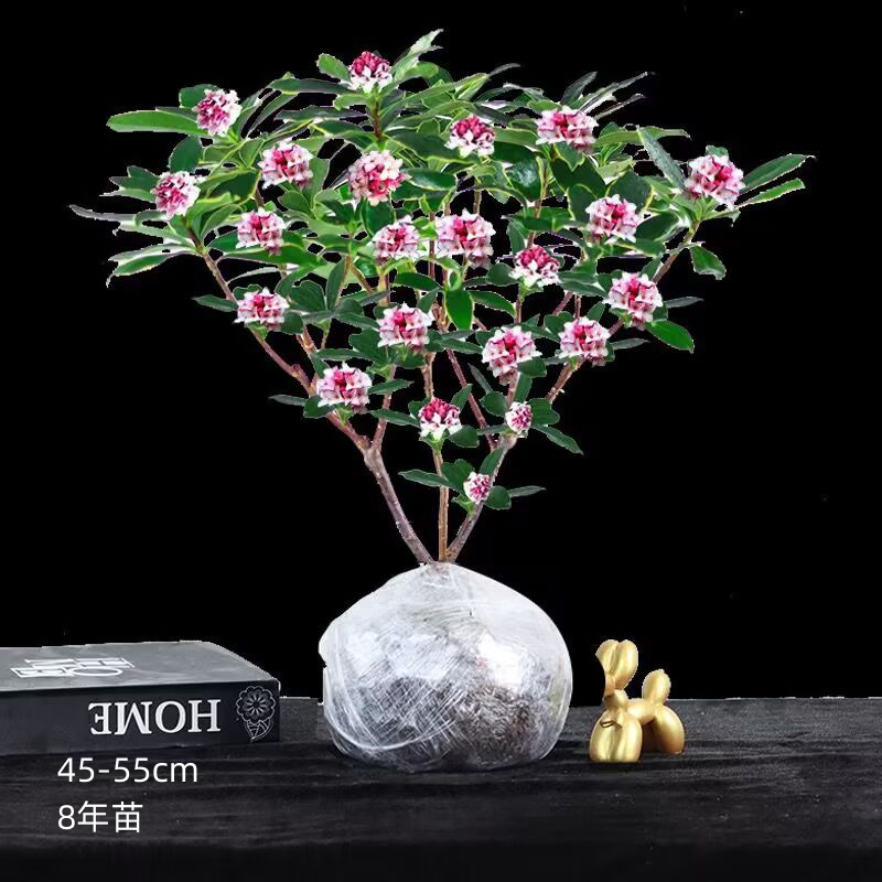 金边瑞香盆栽浓香型带花苞植物室内花卉老桩适合秋冬养耐寒年宵花