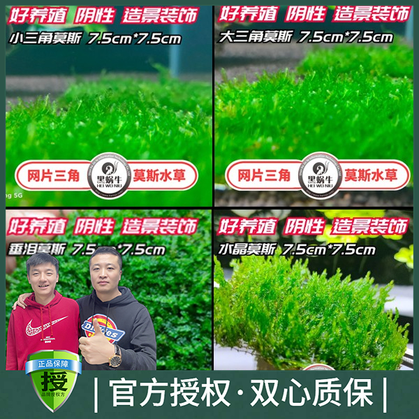 黑蜗牛莫斯新手阴性类大小三角垂泪趴地火焰净化硝化活菌