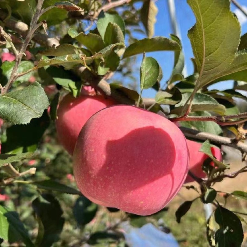 葫芦岛农垦（王凤台富士苹果精品包装版）亚洲第一大果园产地直发