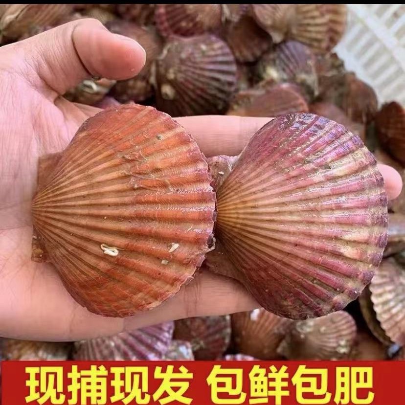 连云港本地鲜活小红贝，肉质鲜美.5斤顺丰包邮