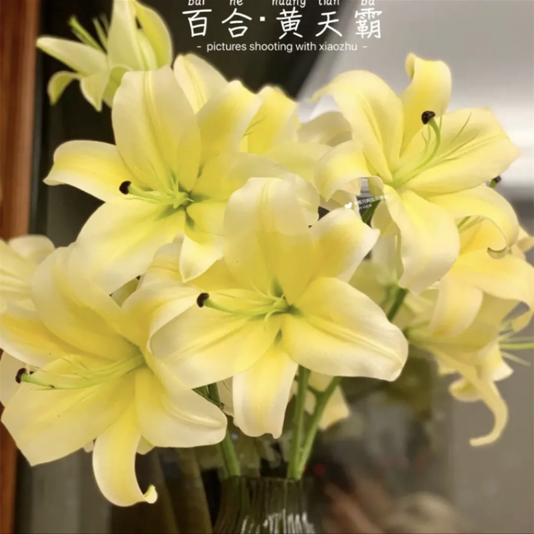 (微瑕百合)（断头剪枝）香水百合鲜花水养插花鲜切花