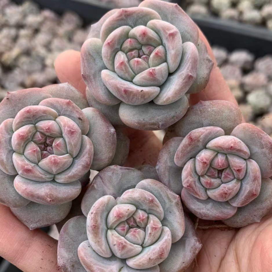 开业福利 福利一箱多肉（以直播间展示为准）