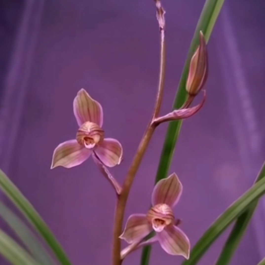 兰花专用链接2号（请勿私拍）