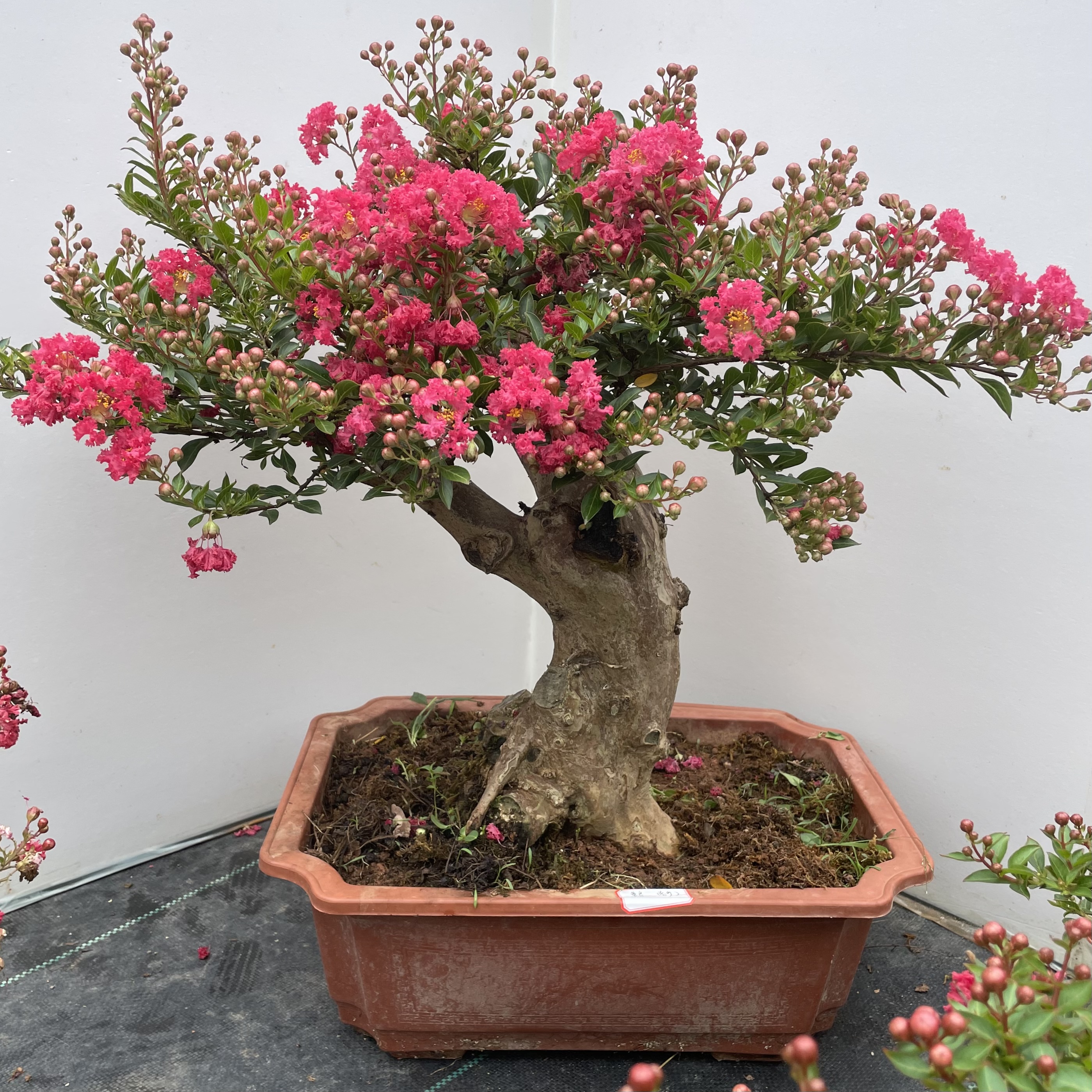 小叶红花金紫薇直播间一物一拍