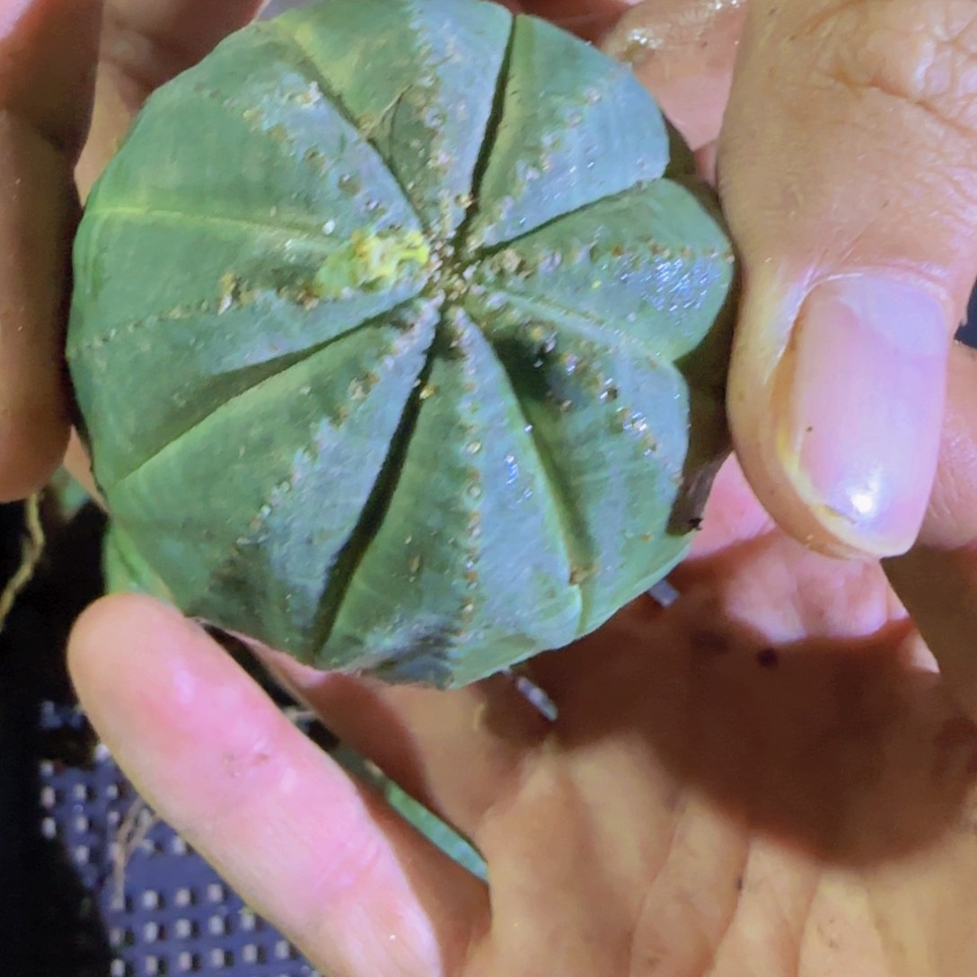 块根植物块植物块和植物