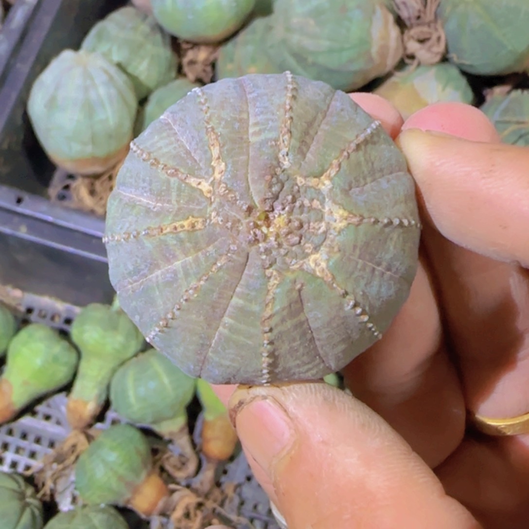 块根植物块根植物