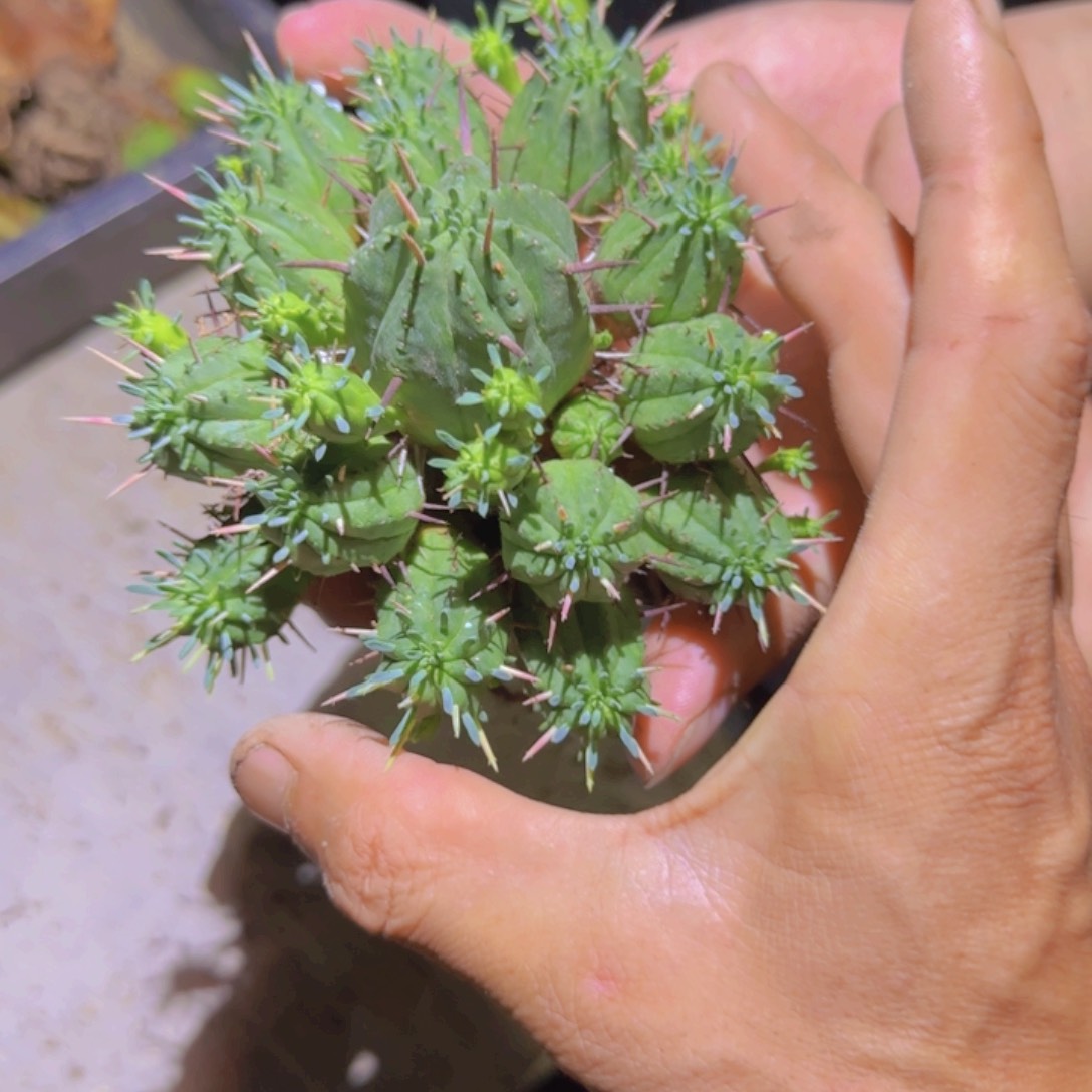 ?**?块根植物块根植物