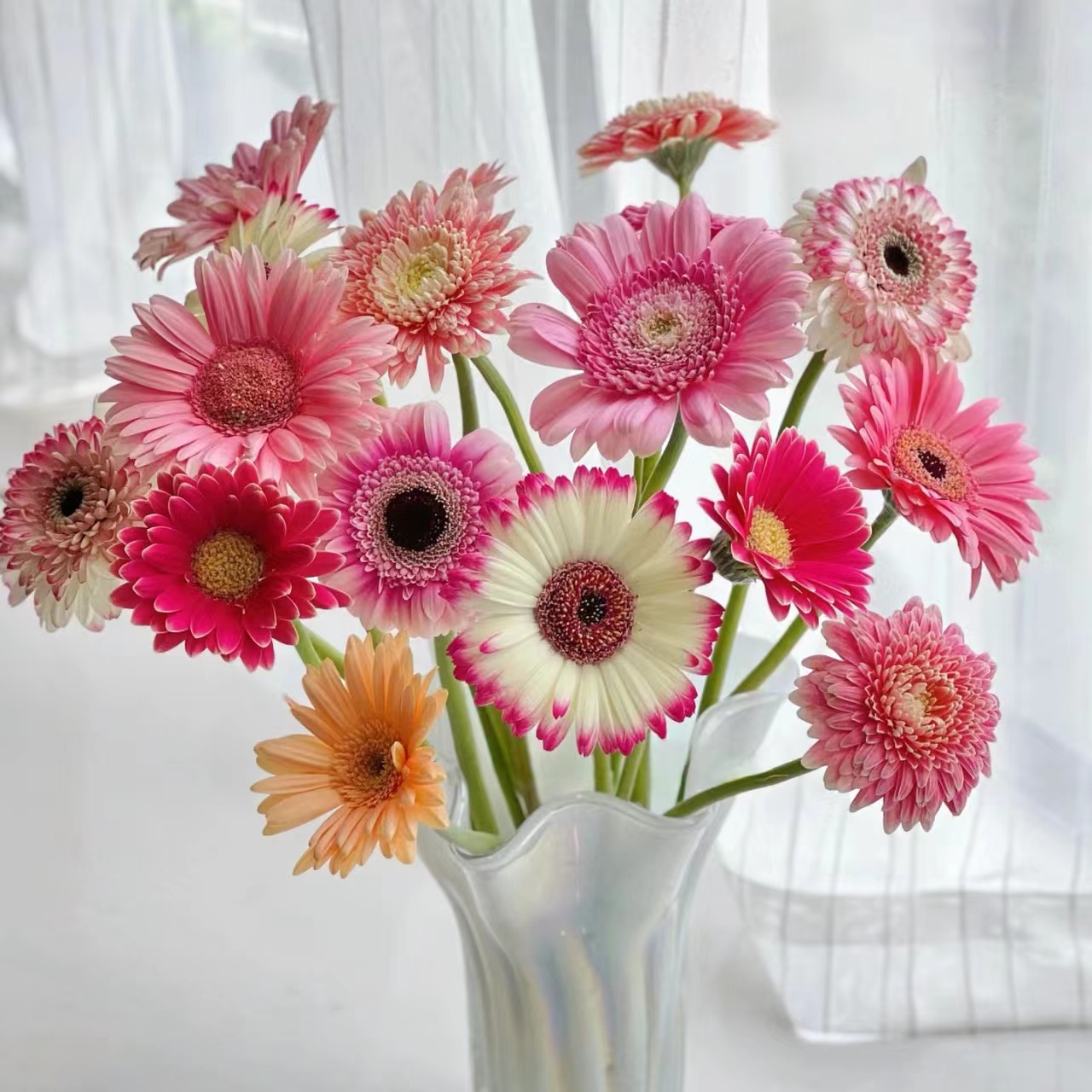 【方德】混色非洲菊 扶郎花 【两单顺丰冷链或京东快递】云南鲜花