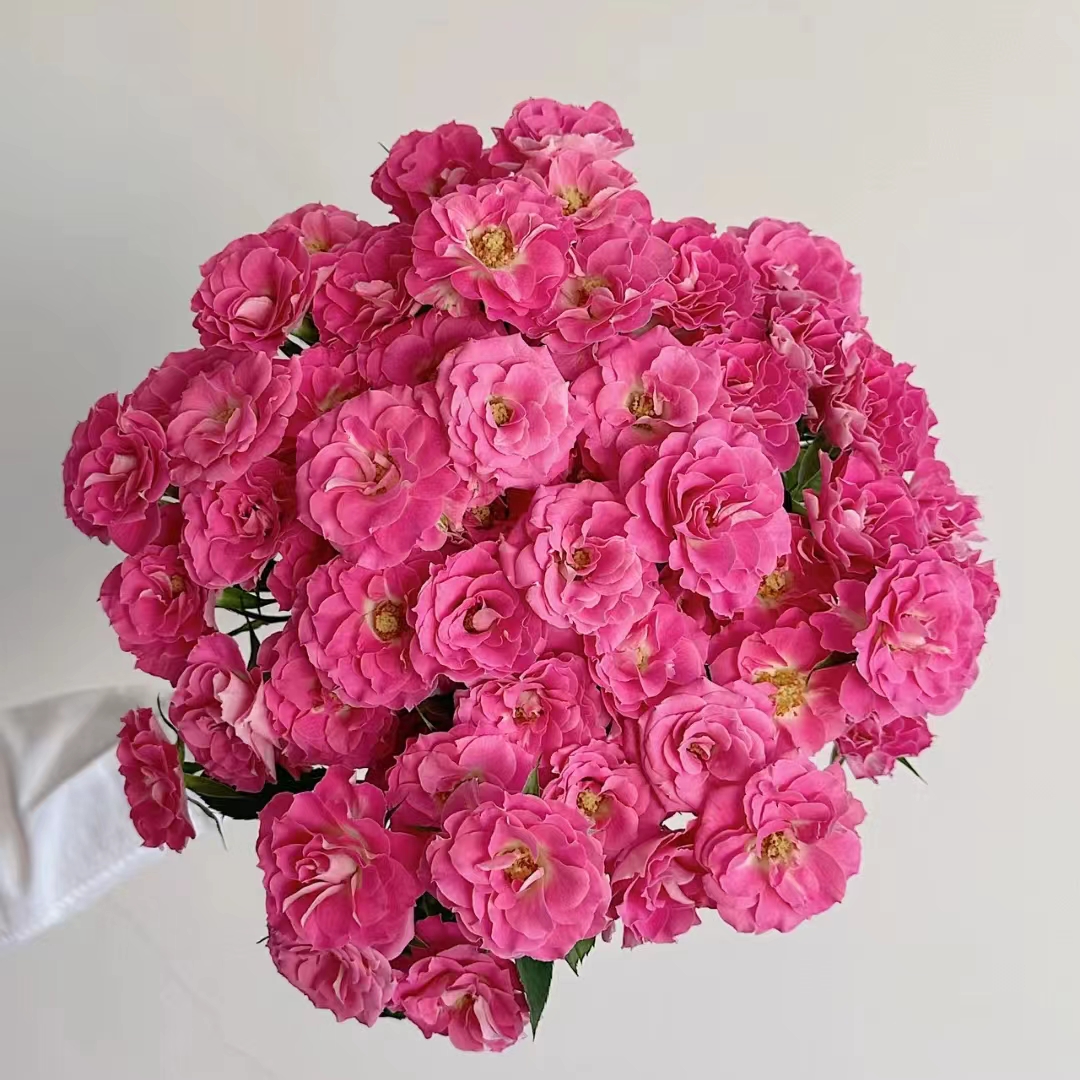 10枝桃之灼多头玫瑰  两单顺丰冷链或京东空运  鲜花