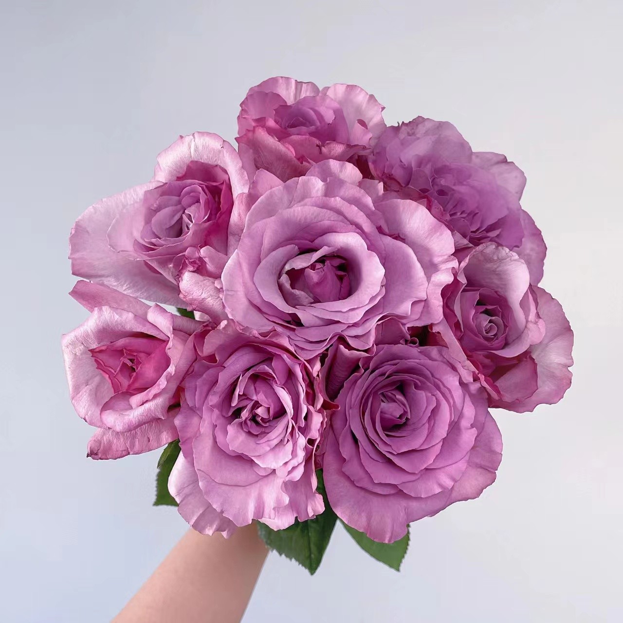 10枝暮光之城单头玫瑰  【任意两单京东或顺丰包邮】云南鲜花直发