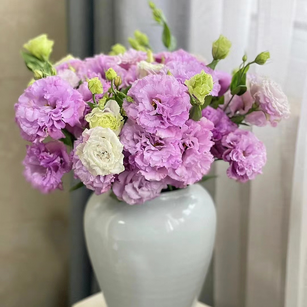 1大扎波浪浅紫洋桔梗 (脱水会掉秤) (两单发顺丰或京东快递)