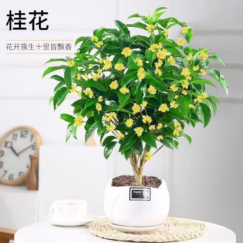 四季桂花清香型盆栽树苗，绿植花卉（小店七天养死包赔）茉莉花