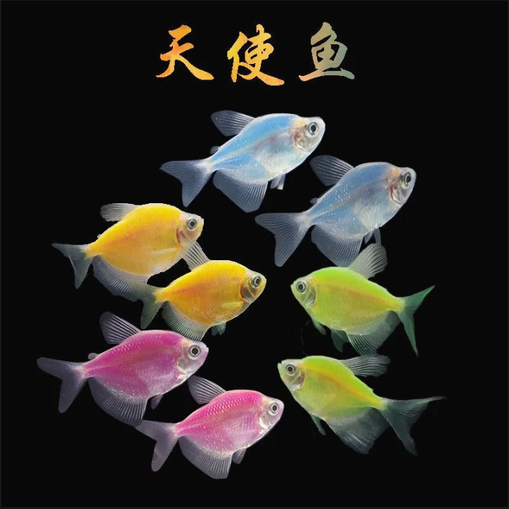 七彩天使鱼观赏鱼（凑齐3单发货）