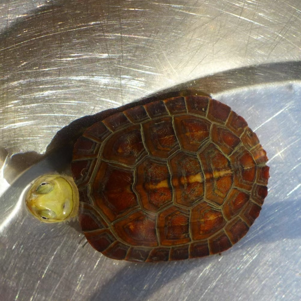 【养殖场直销】直播挑选购买黄喉拟水龟小青龟笑脸龟互动性强的乌龟