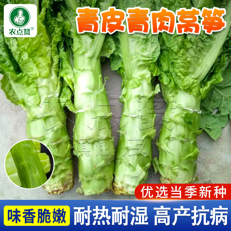 春夏秋四季耐热莴苣种子香莴笋种籽青皮莴笋种子农家菜籽蔬菜种孑
