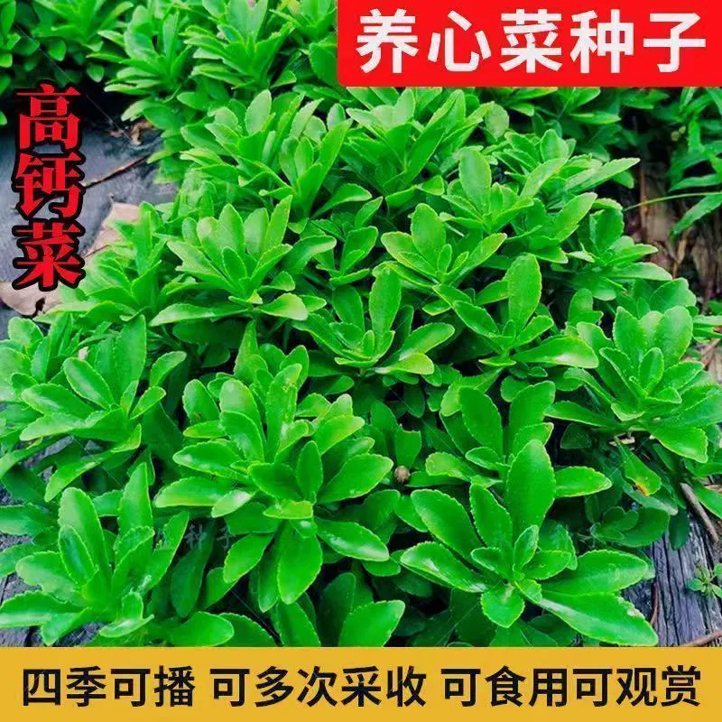 养心菜种子 高钙救心菜根苗夏季蔬菜种孑菜种籽播种高产菜籽四季